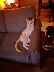Lost Male Cat last seen Crescent and holder st, Buena Park, CA 90620
