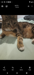 Reunited Female Cat last seen Near 51 St ave s, Tukwila, WA 98168
