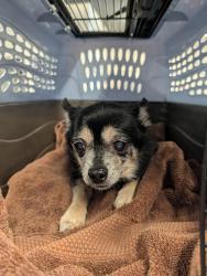 Reunited Male Dog last seen McAdoo and willow bridge drive, Folsom, CA 95630