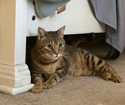 Reunited Female Cat last seen Meadow Trace and Fieldstone Circle, Charleston, SC 29414