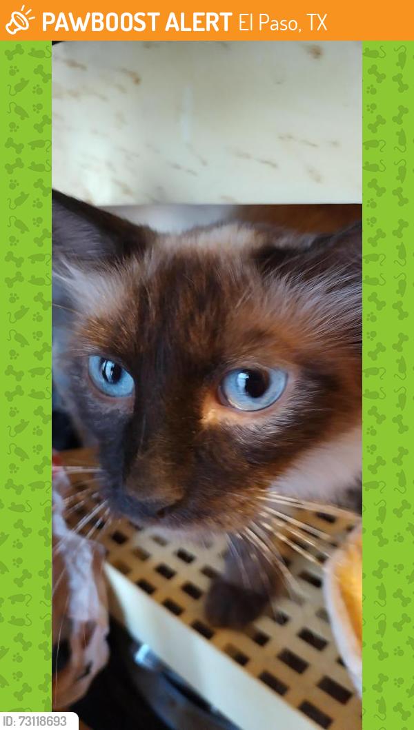 Found/Stray Female Cat last seen Sunland Pkwy and Emory, El Paso, TX 79922