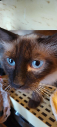 Found/Stray Female Cat last seen Sunland Pkwy and Emory, El Paso, TX 79922