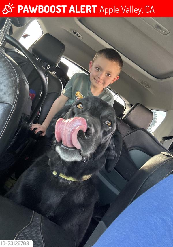 Lost Female Dog last seen Rock spring td, Apple Valley, CA 92308