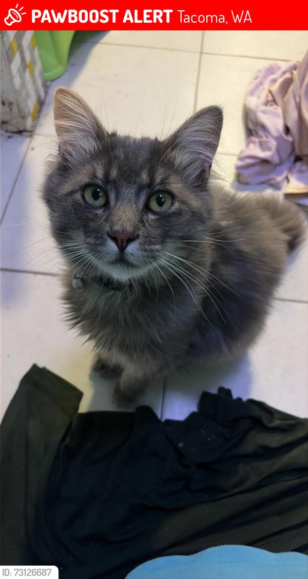 Lost Male Cat last seen Cassidy pub on 97th street and Portland, Tacoma, WA 98445