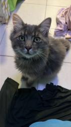 Lost Male Cat last seen Cassidy pub on 97th street and Portland, Tacoma, WA 98445