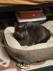 Lost Female Cat last seen 40th Avenue, Oakland, CA 94601