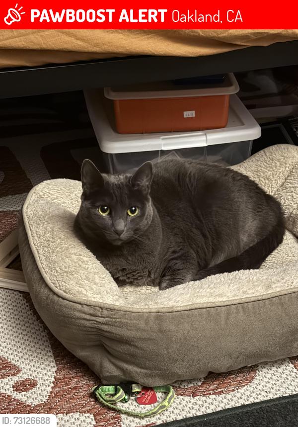 Lost Female Cat last seen 40th Avenue, Oakland, CA 94601