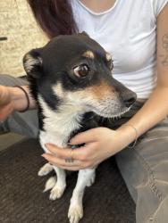 Reunited Male Dog last seen Marmalade District Salt Lake, Salt Lake City, UT 84103