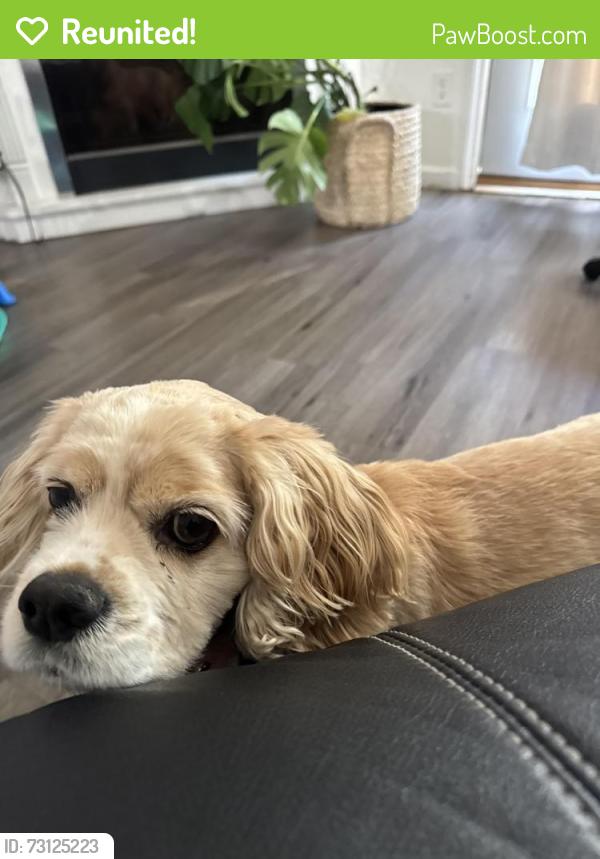 Reunited Female Dog last seen Grovetown, Grovetown, GA 30813