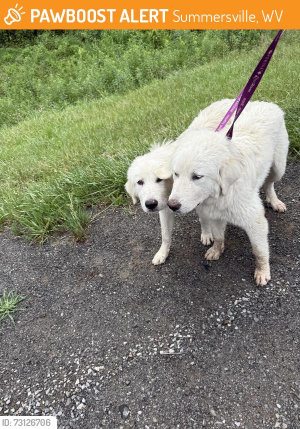 Found/Stray Female Dog last seen Summersville Middle School, Summersville, WV 26651