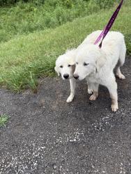 Found/Stray Female Dog last seen Summersville Middle School, Summersville, WV 26651