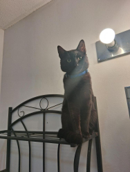 Reunited Male Cat last seen Near park st, Hartford, CT 06106