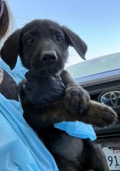Shelter Stray Female Dog last seen S Henderson Rd & S Grantland Ave, Raisin City Zone Fresno CO 1A 93652,, 1510 W Dan Ronquillo Dr, Fresno, CA 93706, USA