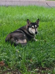 Found/Stray Female Dog last seen Glen Haven, Conroe, TX 77385