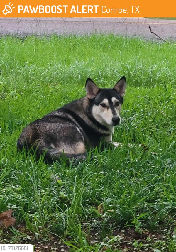 Found/Stray Female Dog last seen Glen Haven, Conroe, TX 77385