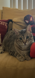 Lost Male Cat last seen Between The Colony and Fox Hollow, Boynton Beach, FL 33436