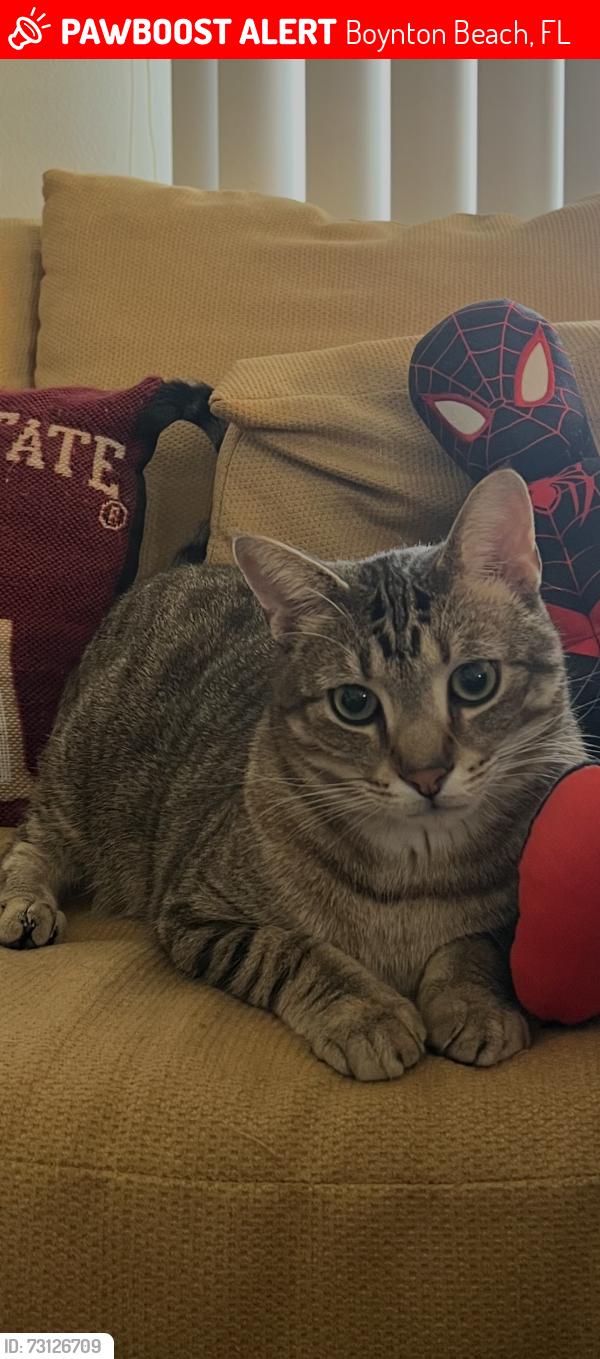 Lost Male Cat last seen Between The Colony and Fox Hollow, Boynton Beach, FL 33436