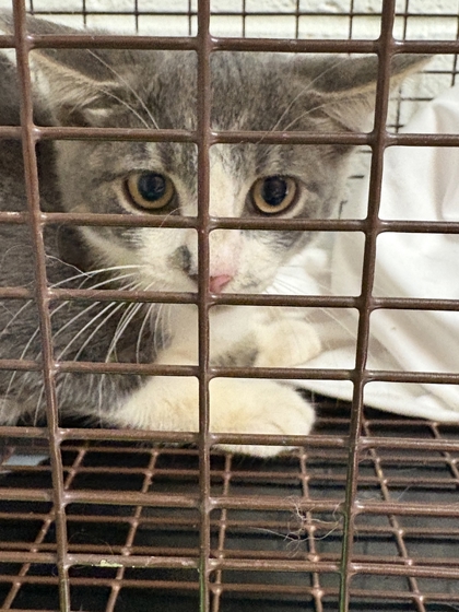 Shelter Stray Unknown Cat last seen Near jett road, Knox County GP, TN, 3201 Division St, Knoxville, TN 37919, USA