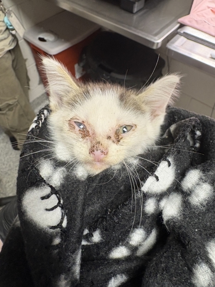 Shelter Stray Male Cat last seen Near Sevier Ave., Knox County GP, TN, 3201 Division St, Knoxville, TN 37919, USA