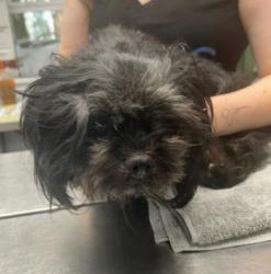 Shelter Stray Female Dog last seen Near Covington Hwy, Decatur, GA 30035, 30035, GA, 3280 Chamblee Dunwoody Rd, Chamblee, GA 30341, USA