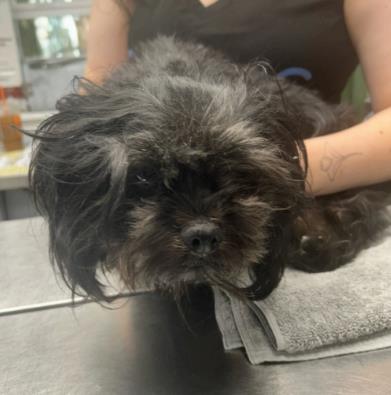 Shelter Stray Female Dog last seen Near Covington Hwy, Decatur, GA 30035, 30035, GA, 3280 Chamblee Dunwoody Rd, Chamblee, GA 30341, USA
