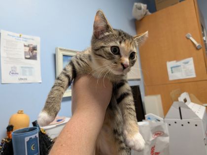 Shelter Stray Female Cat last seen Near Tree View Circle, 30038, GA, 3280 Chamblee Dunwoody Rd, Chamblee, GA 30341, USA