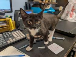Shelter Stray Female Cat last seen Near Tree View Circle, 30038, GA, 3280 Chamblee Dunwoody Rd, Chamblee, GA 30341, USA