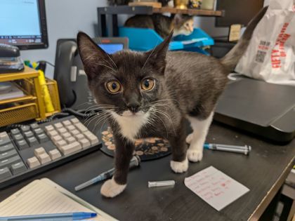 Shelter Stray Female Cat last seen Near Tree View Circle, 30038, GA, 3280 Chamblee Dunwoody Rd, Chamblee, GA 30341, USA