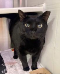 Shelter Stray Female Cat last seen Near Greenvale Rd, Baltimore, MD 21229, 21229, MD, 301 Stockholm St, Baltimore, MD 21230, USA