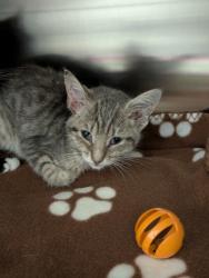 Shelter Stray Female Cat last seen Near Jonquil Ave, 21215, MD, 301 Stockholm St, Baltimore, MD 21230, USA
