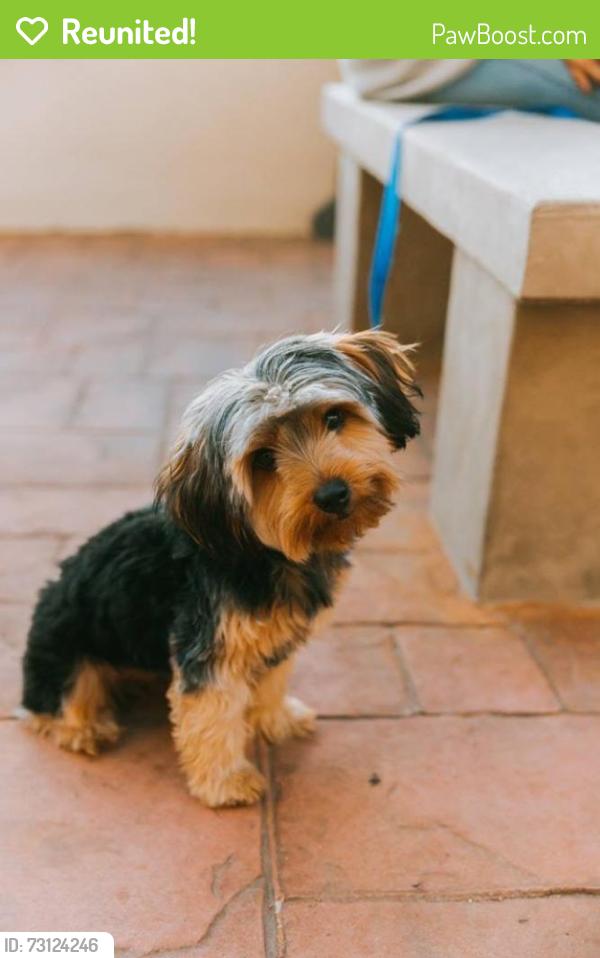 Reunited Male Dog last seen Landis st in City Heights area close to the police station, San Diego, CA 92105