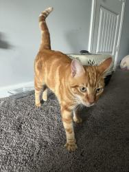 Found/Stray Male Cat last seen Bluefield Rd, Red Bank, Lexington County, SC 29073