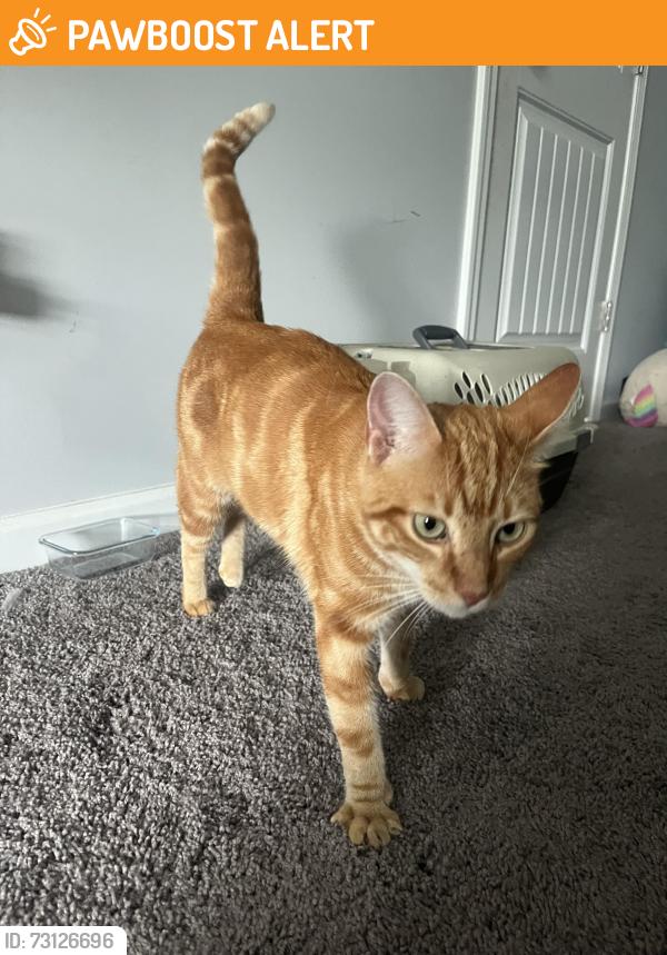 Found/Stray Male Cat last seen Bluefield Rd, Red Bank, Lexington County, SC 29073