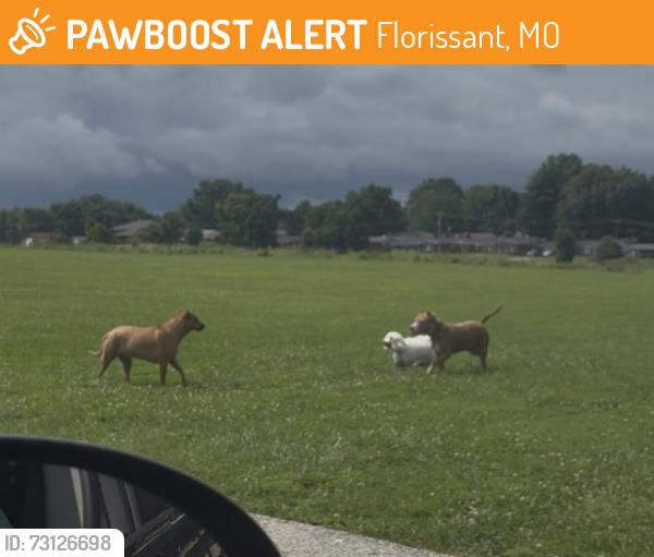 Found/Stray Unknown Dog last seen Dunegant Park, Florissant, MO 63033