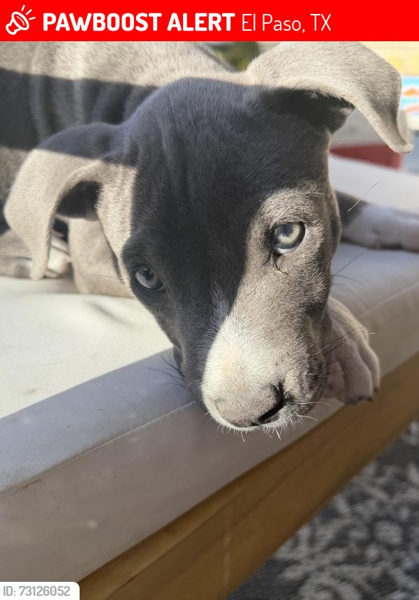 Lost Male Dog last seen Near sun arbor pl 79928, El Paso, TX 79928