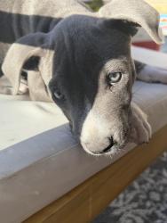 Lost Male Dog last seen Near sun arbor pl 79928, El Paso, TX 79928