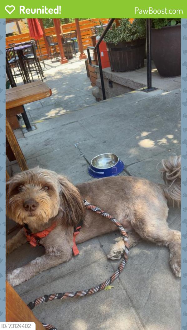 Reunited Male Dog last seen Shoshone and 38th, Denver, CO 80211