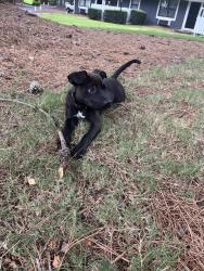 Found/Stray Unknown Dog last seen Central West Pkwy, Augusta Ga, Augusta, GA 30909