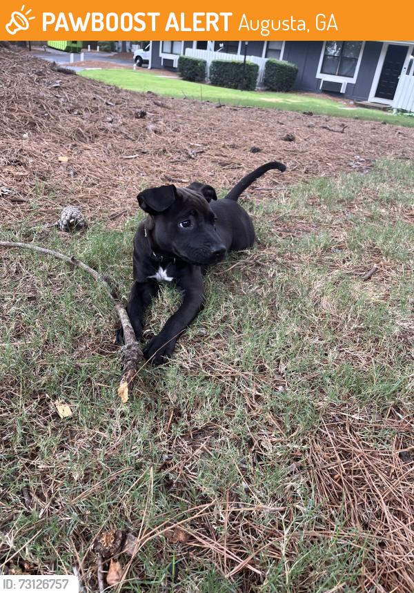 Found/Stray Unknown Dog last seen Central West Pkwy, Augusta Ga, Augusta, GA 30909