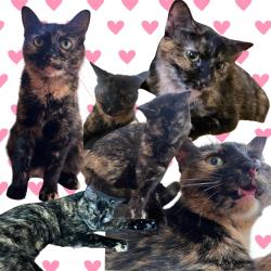 Found/Stray Female Cat last seen a car dealership, Chicago, IL 60659