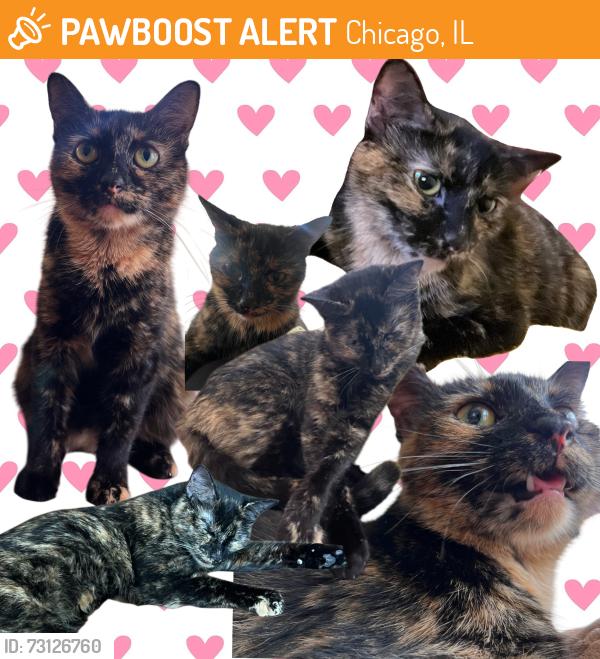 Found/Stray Female Cat last seen a car dealership, Chicago, IL 60659
