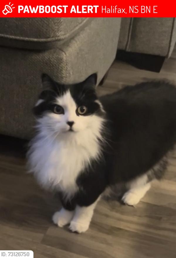 Lost Female Cat last seen Near Halef Court, Halifax, NS B3N 1E1