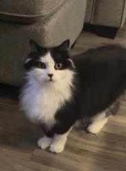 Lost Female Cat last seen Near Halef Court, Halifax, NS B3N 1E1