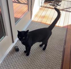 Reunited Male Cat last seen Ocean Park area, V4A 0A8, Surrey, BC V4A 2B6