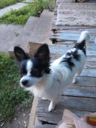 Reunited Female Dog last seen Chrysler and winner rd, Independence, MO 64053