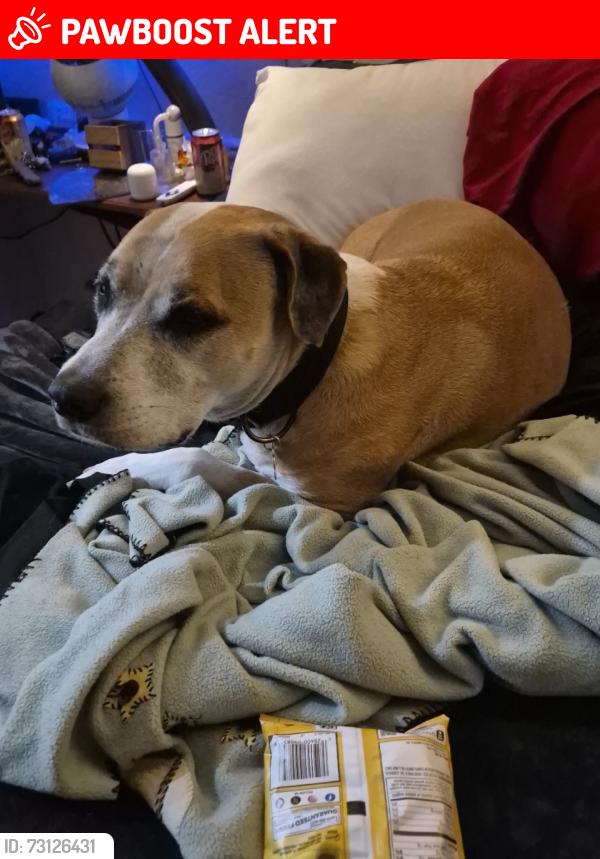 Lost Male Dog last seen hancock bridge pkwy and 41, North Fort Myers, FL 33903