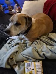 Lost Male Dog last seen hancock bridge pkwy and 41, North Fort Myers, FL 33903