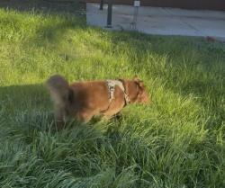 Reunited Male Dog last seen 247th and western Ave, Los Angeles, CA 90710
