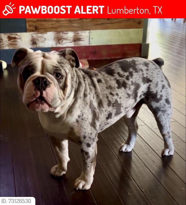 Lost Male Dog last seen Major Highways: The street connects via Beaverbrook Drive to Keith Road and US Highway 96/69, allowing quick and direct commutes south into Beaumont or north toward Silsbee., Lumberton, TX 77657
