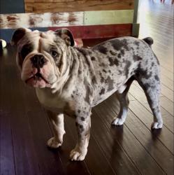 Lost Male Dog last seen Major Highways: The street connects via Beaverbrook Drive to Keith Road and US Highway 96/69, allowing quick and direct commutes south into Beaumont or north toward Silsbee., Lumberton, TX 77657
